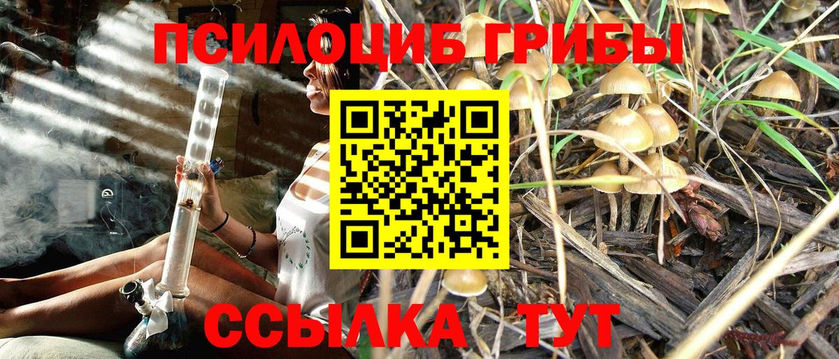 Галлюциногенные грибы Psilocybine cubensis Долгопрудный